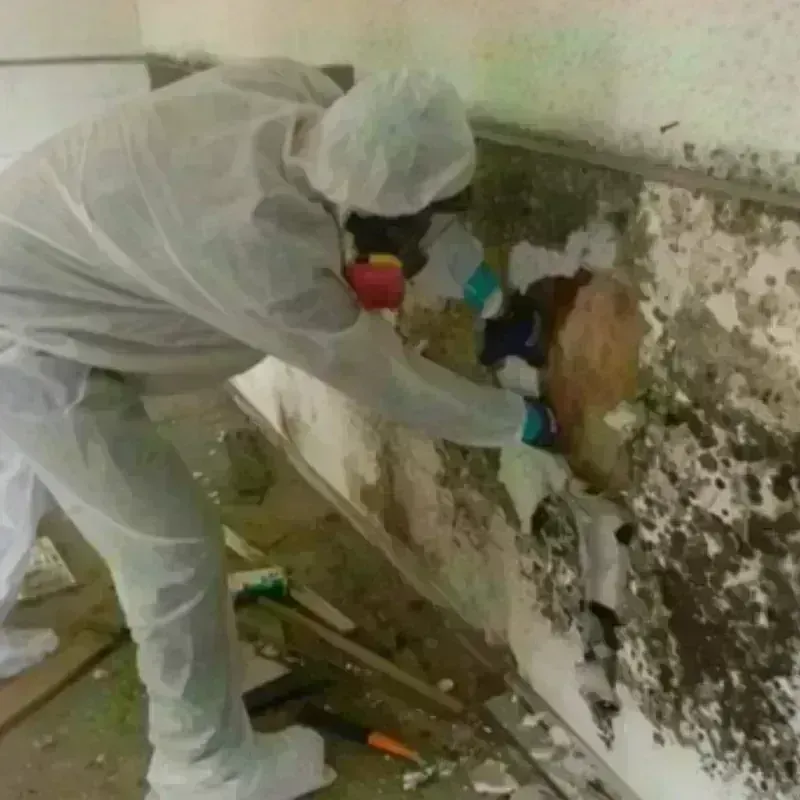 Mold Remediation and Removal in Rusk, TX